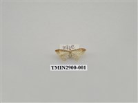 藏品(尺蛾645)的圖片